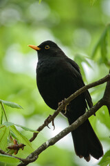 Fototapeta premium Eine männliche Amsel (Turdus merula) auf einem Zweig vor schönem Bokeh