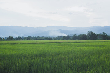 Obraz premium green rice field in countryside Thailand