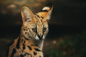 Obraz premium Serval (Leptailurus serval) Detail portrait