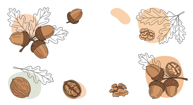 Warm autumn pattern with acorns oak leaves and walnuts in brown and orange tones with decorative blobs on a white background.