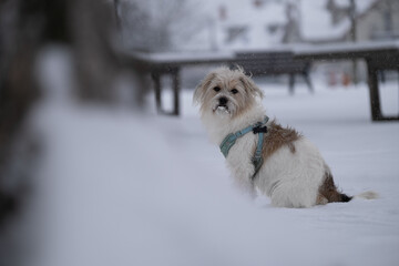 Little mixed breed dog in snowy urban park during winter