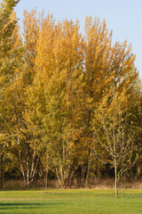 Fototapeta premium Autumn trees with golden leaves in sunny park landscape