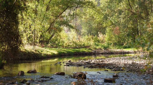 Sunlit woodland creek with stones and lush green riverbank