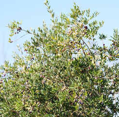 Olive tree branches with green and purple olives against blue sky