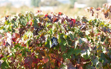 Obraz premium Sunlit vineyard row with ripe grapes and colorful autumn leaves