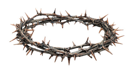 A macro closeup of a dry brown crown of thorns plant branch with sharp thorns isolated on a white background