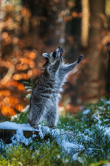 Obraz premium Raccoon (Procyon lotor), cute animal, Closeup raccoon in winter forest.
