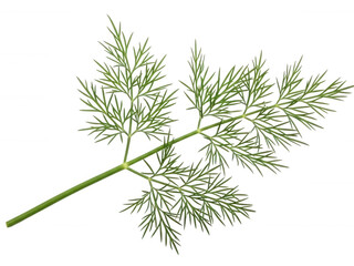 Fresh green fennel herb branch on white background