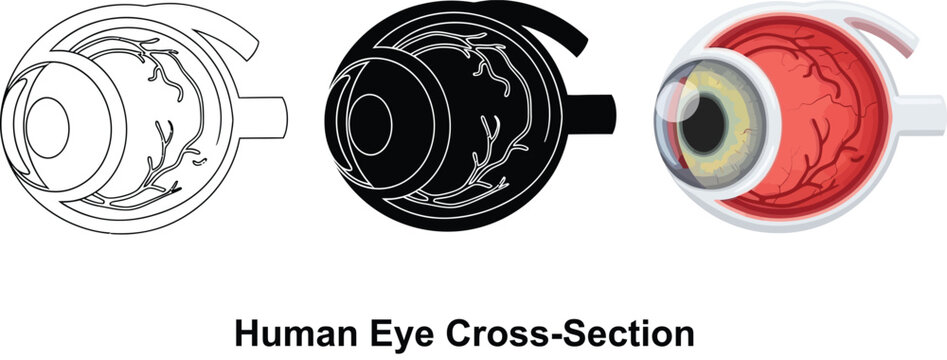 Human eye cross-section illustration showing internal structures in outline silhouette and realistic color for medical or educational use