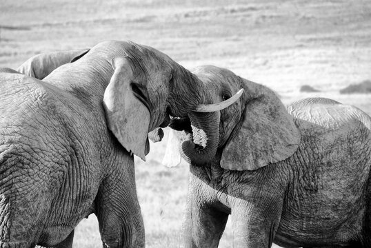 Close-up side view of two Elephants tussling, South Africa