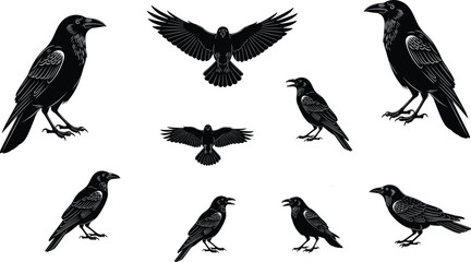 Obraz premium Black Crow and Raven Silhouette Set, Hand Drawn Corvids in Flight and Perching Poses