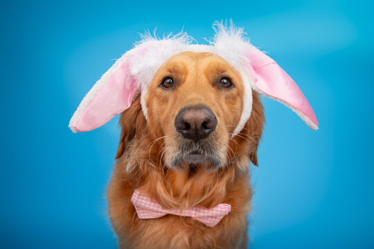 Close-up portrait of a golden retriever sitting in front of a blue background wearing bunny ears and a bow tie