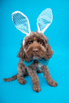 Close-up portrait of a brown cockapoo sitting in front of a blue background wearing bunny ears and a bow tie