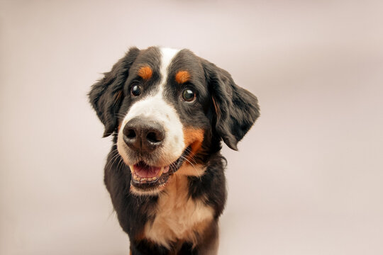 Close-up portrait of a blind Bernese mountain dog in front of a grey background