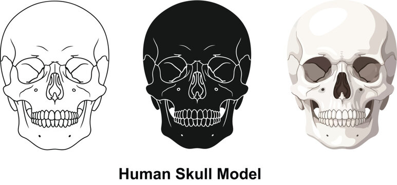 Collection of human skull illustrations including outline silhouette and realistic vector models for medical or educational use