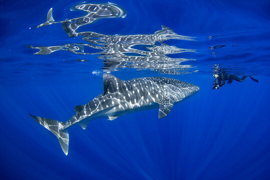 Side view of a snorkeler swimming face to face with a whale shark (Rhincodon typus) in the Pacific Ocean, Hawaii, USA