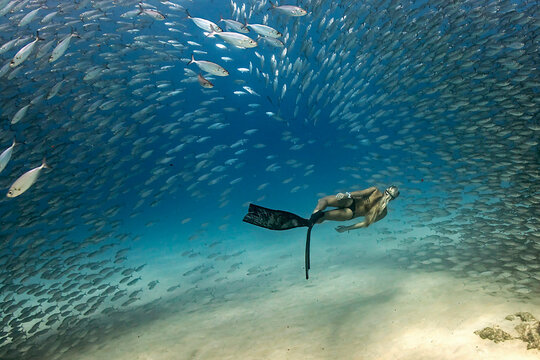 Side view of a woman free diving underwater with an Akule bait ball, Kailua Bay, Kailua Kona, Big Island, Hawaii, USA