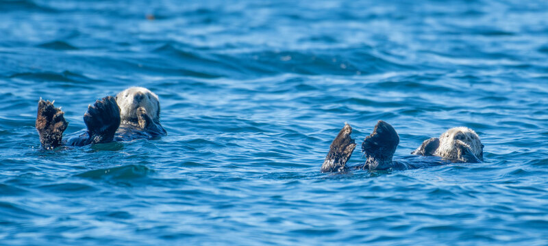 Two sea otters (Enhydra lutris) floating on their backs in the ocean between Alert Bay and Telegraph Cove, Vancouver Island, British Columbia, Canada