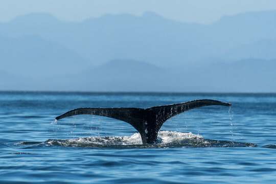 Rear view of the tail fluke of a Humpback Whale diving into the ocean between Telegraph Cove and Alert Bay, Vancouver Island, British Columbia, Canada