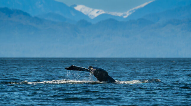 Side view of the tail fluke of a Humpback Whale diving into the ocean, Vancouver Island, British Columbia, Canada