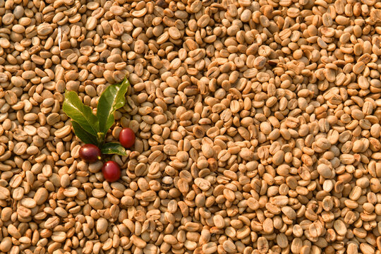 Full frame close-up of a stack of raw coffee beans with a coffee cherry sprig on top