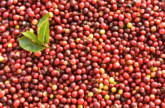 Full frame close-up of a stack of freshly picked coffee cherries