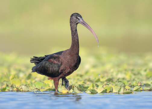 Close-up side view of a wild glossy ibis (Plegadis falcinellus) foraging in a freshwater lagoon amongst water lettuce (Pistia stratiotes), Florida, USA