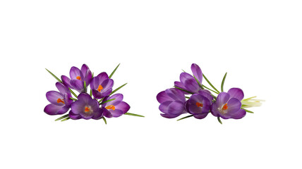 Purple Crocus Flowers on transparent background,png