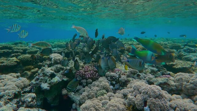 School of Red Sea Sailfin Tang, Zebrasoma desjardinii with other tropical colorful fish feeding on the flat-top on shallow coral reef in the evening
