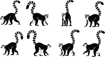 Set of ring-tailed lemur silhouettes and illustrations, exotic Madagascar wildlife collection, primate animal icons, safari nature graphics, tropical zoo character vectors. © Farzana