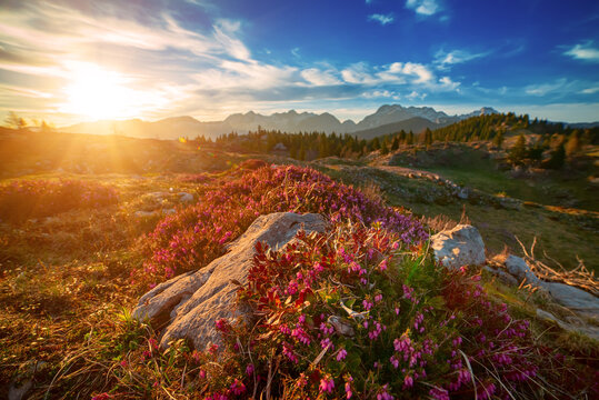 Heather flowers blooming at sunset, Velika Planina, Kamnic, Slovenia, Easter sunny landscape
