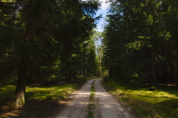 Obraz premium road in the forest