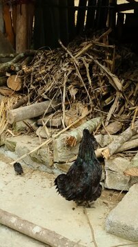 The adult Australorp breed hen with her chicks foraging amidst scattered on ground