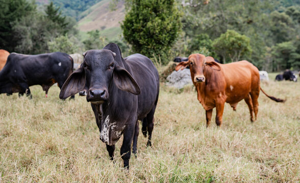 Ganado bovino pastando en pradera natural con paisaje monta&ntilde;oso y entorno rural