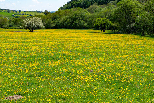 A hawthorn tree laden with blosson stands in the middle of a field full of buttercups in rural Shropshire