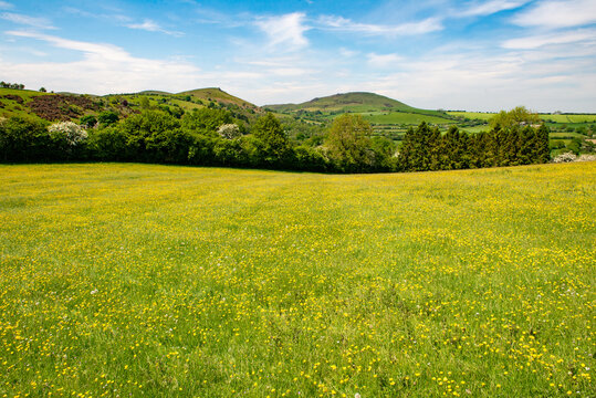 Shropshire view on a sunny June day. A field full of buttercups and dandelions. Trees at the edge of the field include hawthorns laden with white blosson