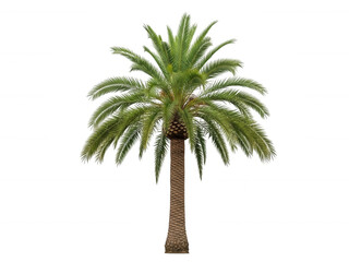Fototapeta premium Tropical palm tree with green leaves and brown trunk