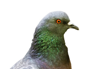 Close-up of dove head isolated on white background.   Wildlife.   Transparent background.	