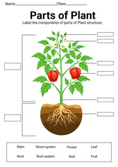 Parts of plant worksheet for kids with labeled plant structure diagram 