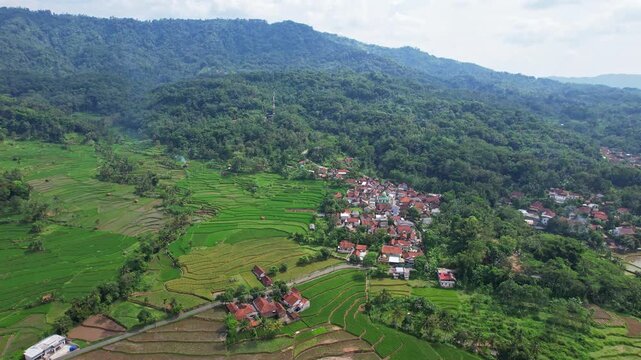 Aerial drone footage of a green terrace rice field agricultural valley, with mountains behind, and a local village nearby a forest, in Tanjungkerta area, Sumedang regency, Java island, Indonesia
