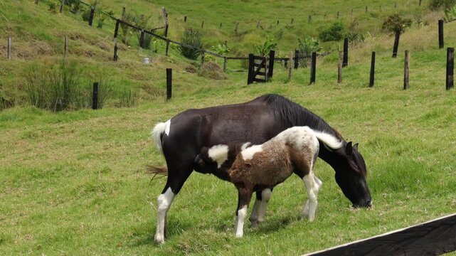Black and White Mare Nursing Her Young Foal in Pasture