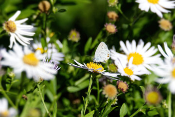 Short-tailed blue (Cupido argiades) butterfly with closed wings perched on a daisy in Zurich, Switzerland