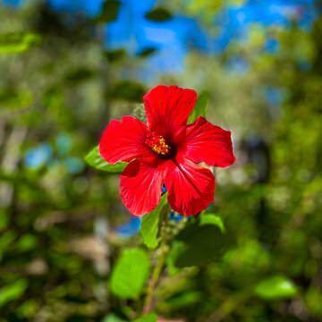 Rote tropische Blume
