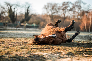 horse laying on the ground and shaking her mane © PIC by Femke