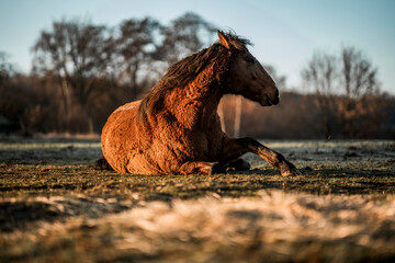 horse laying on the ground and shaking her mane © PIC by Femke