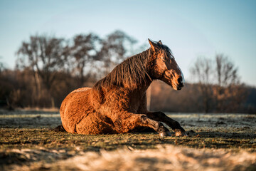 horse laying on the ground and shaking her mane © PIC by Femke