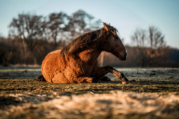 horse laying on the ground and shaking her mane © PIC by Femke