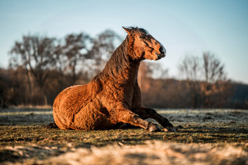 horse laying on the ground and shaking her mane © PIC by Femke