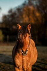 Obraz premium A front-facing portrait of a brown horse standing outdoors, also photographed in warm evening light. The horse’s ears are upright and alert, and its dark mane falls slightly over its forehead. The sha