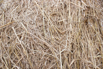 Dry straw texture background
